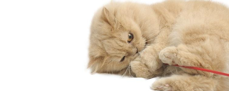 安乐死前猫咪知道吗 真相让人心疼