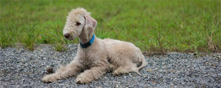 贝灵顿梗怎么看纯不纯 贝灵顿梗的性格特点是什么