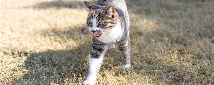 野猫为什么欺负家猫 以往野猫和家猫的生长环境不同