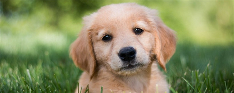 金毛背上长疙瘩结痂 预防狗狗皮肤病要注意什么