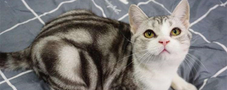 银虎斑加白为什么贵 银虎斑加白的特点是什么