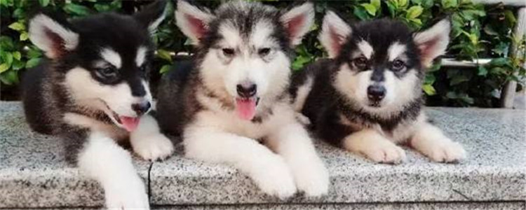 阿拉斯加雪橇犬好养吗 饲养阿拉斯加可以吗？