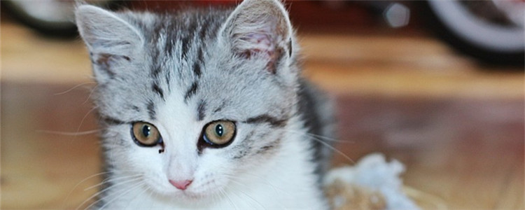 猫咪尿频怎么办 预防猫咪尿频要注意什么