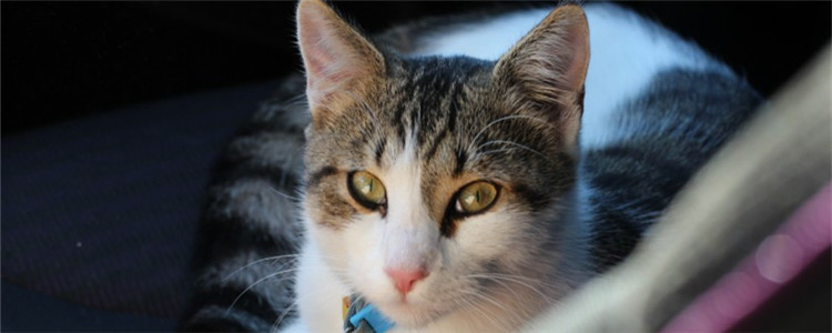 猫咪晚上眼睛不发光 牛磺酸对猫咪眼睛的重要性你知道吗