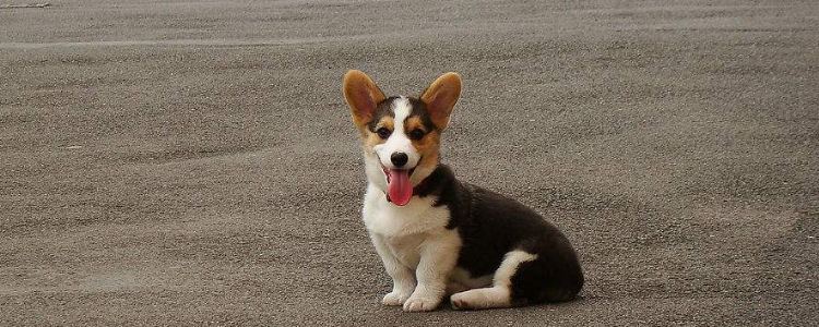 柯基到底有多讨人喜欢 你有多喜欢柯基