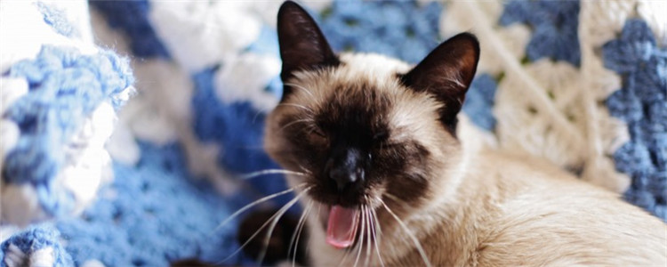 猫在床上睡觉有危害吗 最好还是不要让猫在床上睡觉