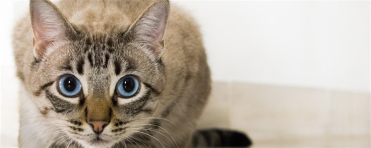 猫跑到高层阳台怎么救 平时一定要关好门窗