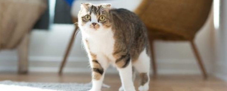 小猫横着跳弓着腰横着 是戏精上身吗?