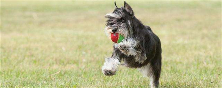 睫毛精是什么狗 雪纳瑞的睫毛为什么那么长！