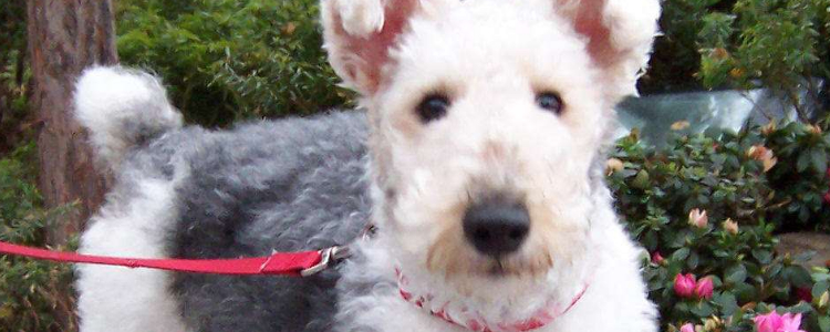 导盲犬是什么狗？ 关于导盲犬你必须要知道的4件事