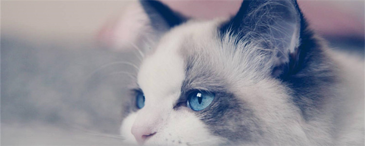 纯种布偶猫特点 布偶猫为什么叫布偶猫你知道吗