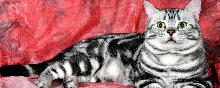 小猫钻被窝不会缺氧吗 你应该担心会不会被压死!