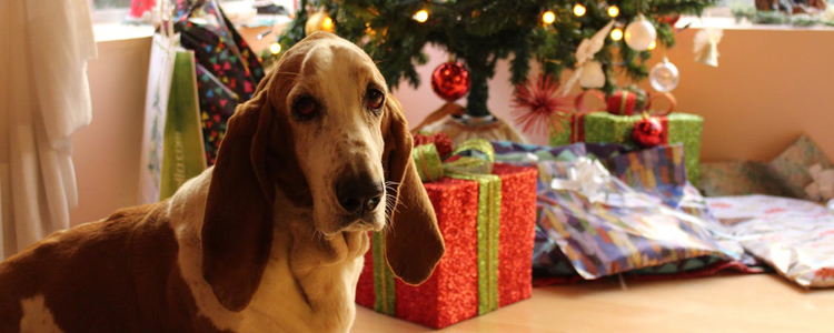 巴吉度咬人吗 这种狗狗性格好吗？