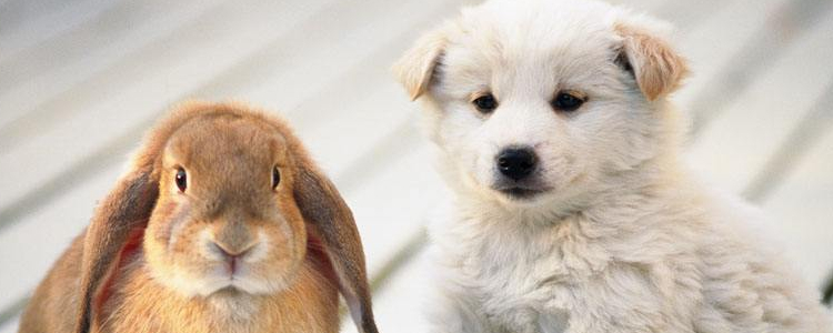 狗狗爱主人的表达有哪些？ 这十个你中枪了吗？