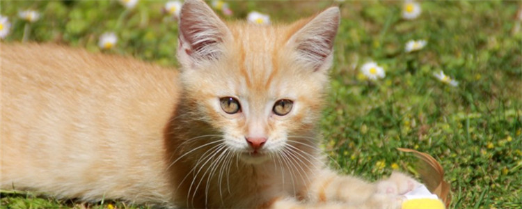 福摩猫粮不同口味对比 福摩猫粮哪个味道的比较好呢？