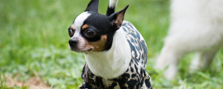 狗狗不能吃的东西 这20种食物你可别踩雷了！