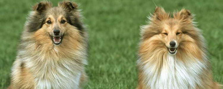 秋天狗狗需要注意什么？ 秋季狗狗的养护大全