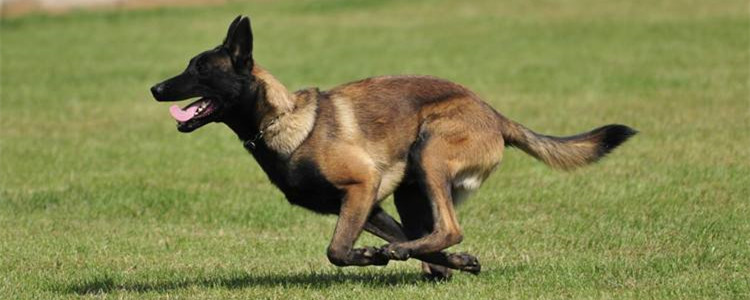 马犬时速多少公里 马犬的全名你知道吗