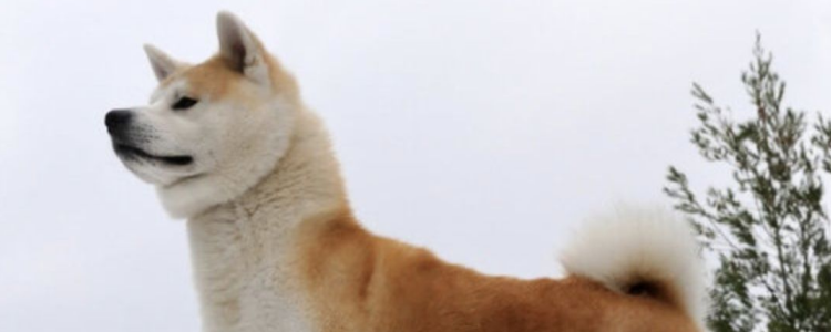 狗狗丢了会认新主人吗 及时带它回家吧