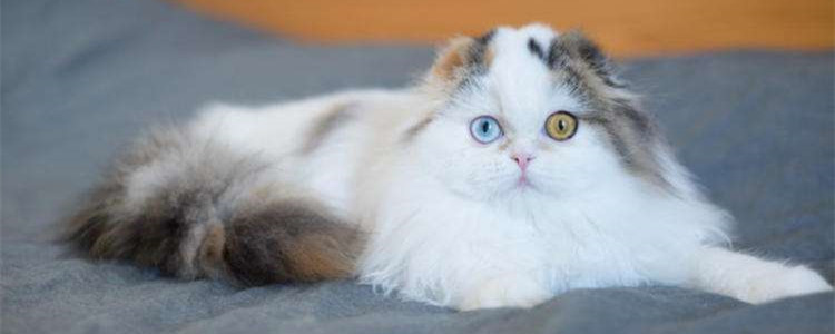 高地长毛猫是什么意思 高地长毛猫是新品种吗