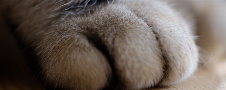 猫脚上踩到屎用什么洗 猫砂盆里可能全都是地雷！