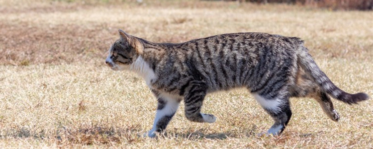 猫藓怎么治疗好得快 猫藓是不是不好治疗