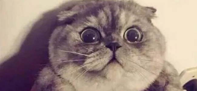 从睡姿看猫咪的健康 这种姿势代表不舒服！