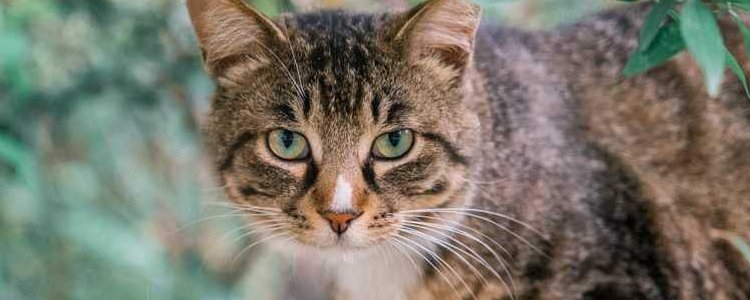 怎么判断猫胎死腹中 猫咪怀死胎的症状表现