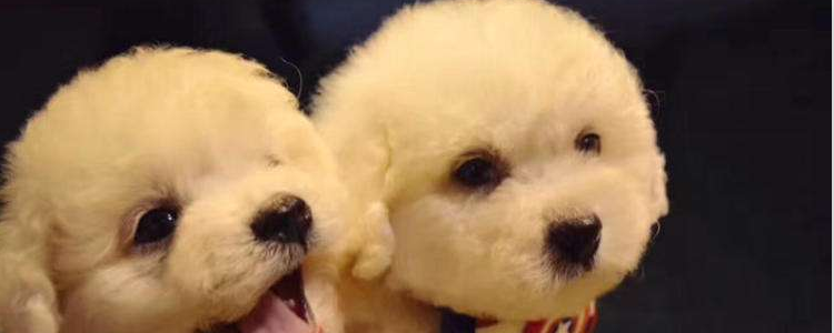 比熊体重与食量对照表 根据狗狗的体重来判断吧