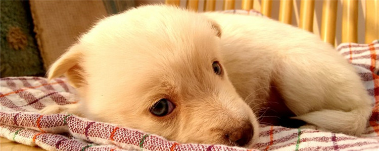 狗总是乱尿怎么办 如何训练狗定点排便