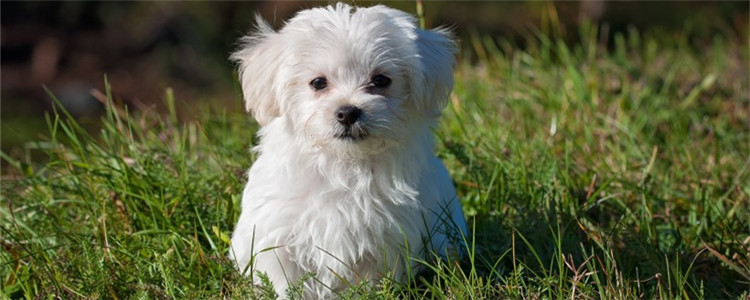 宠物身上的蜱虫怎么去除