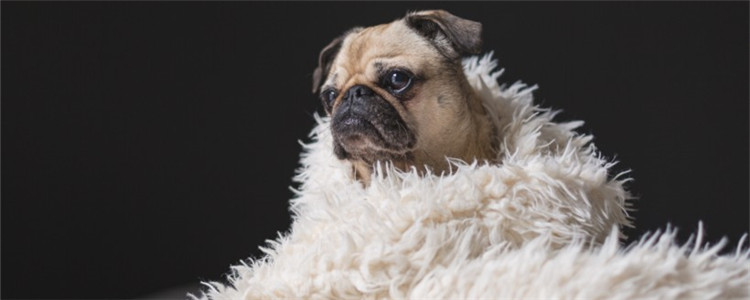 狗狗冬天睡地板上会着凉吗