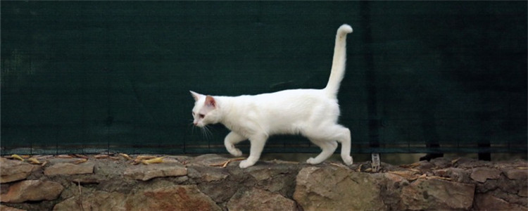 抓了猫的尾巴会怎么样 不要轻易去抓猫的尾巴