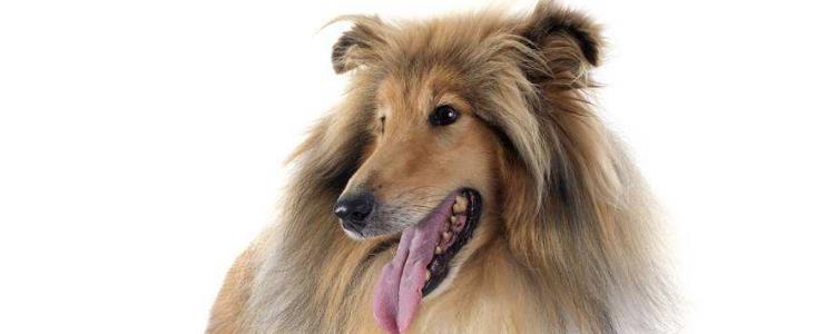 怎么训练苏格兰牧羊犬？ 先从狗狗的专注力开始！