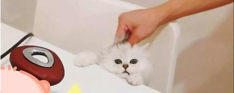 双十一猫粮没到 做的猫饭猫咪也不爱吃