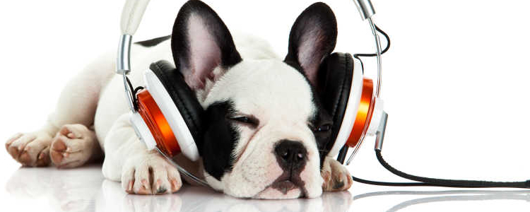 狗狗伤口化脓怎么办？ 一招教你搞定！