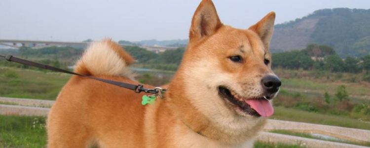 狗狗感冒了怎么办 最好送医院治疗哦！