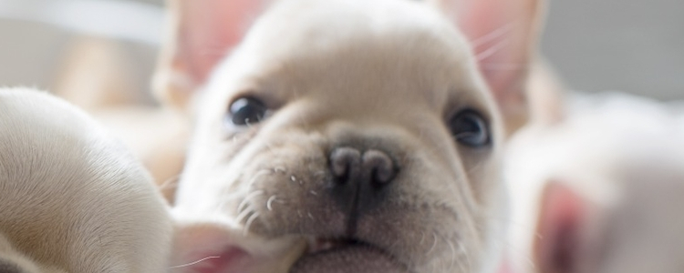 泰迪狗狗有耳螨怎么办 清洗耳朵有方法！