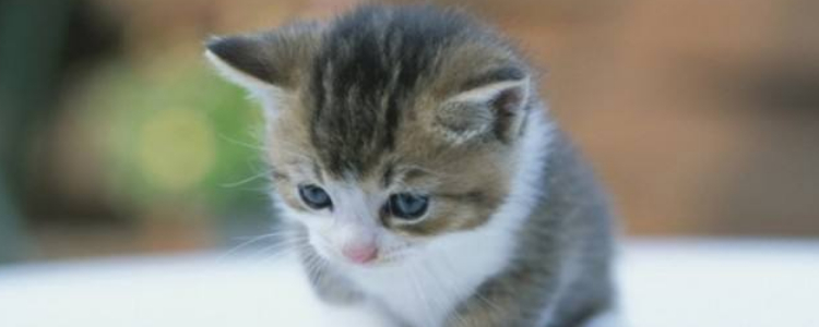 小猫拉稀绿色水状 是猫瘟吗？