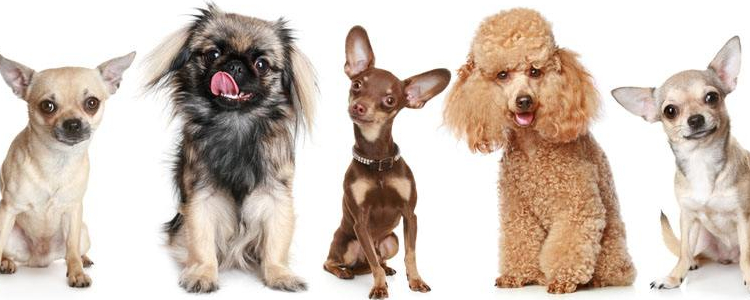 狗狗呕吐怎么办？ 狗狗呕吐该如何处理？