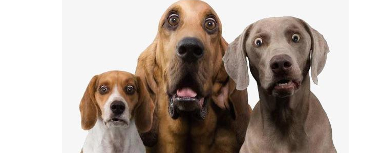 狗狗皮屑多是什么原因？ 这四点原因你要知道！