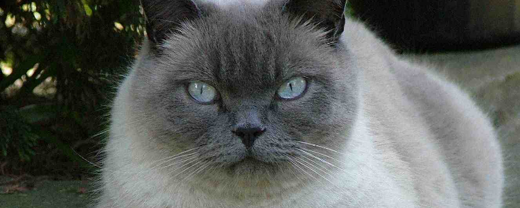 猫有肥胖症吗 这些行为都会致使猫患肥胖症！