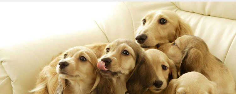 狗狗吃生鸡架子 寄生虫太多了,不要再喂了!