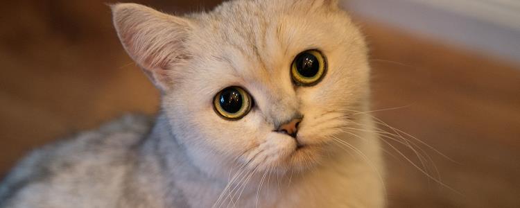 猫用蜂蜜水比例 记得要适量，不可以贪多！