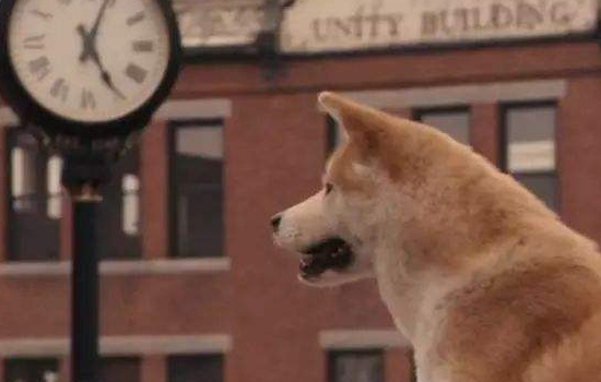 狗狗呕吐腹泻食欲不振怎么办 看完这篇就够了！