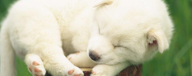 狗狗呕吐是怎么回事儿？ 这几种原因你一定要知道！