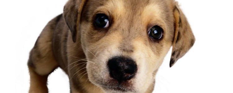 德国牧羊犬呕吐怎么办？ 牧羊犬呕吐的原因是什么？