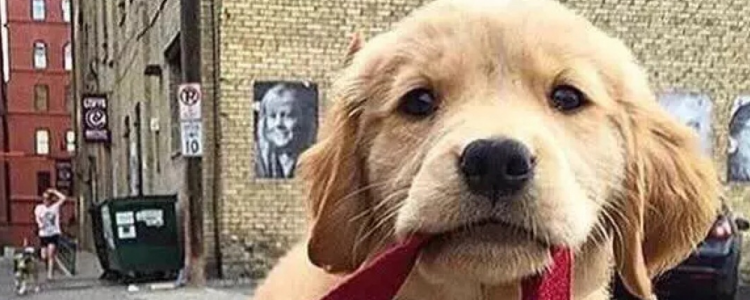 狗狗有皮屑的原因 看看是哪些原因造成的