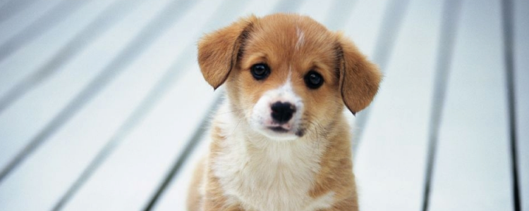 狗狗吃了水银 把这些东西都收起来，别让狗狗碰到！