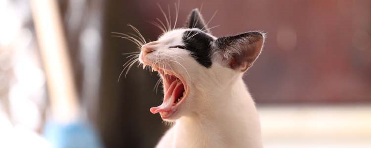 猫不埋屎了是什么原因 是报复行为吗？猫不埋屎了是什么原因 是报复行为吗？